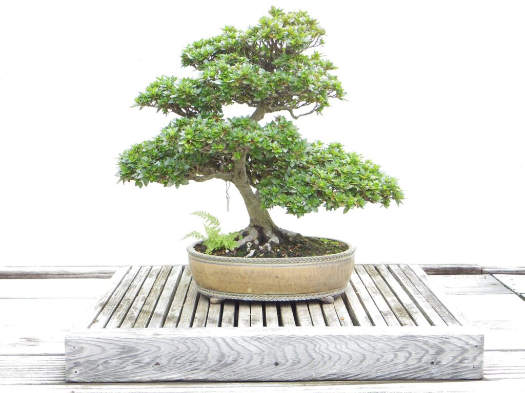 bonsai, tree, plant